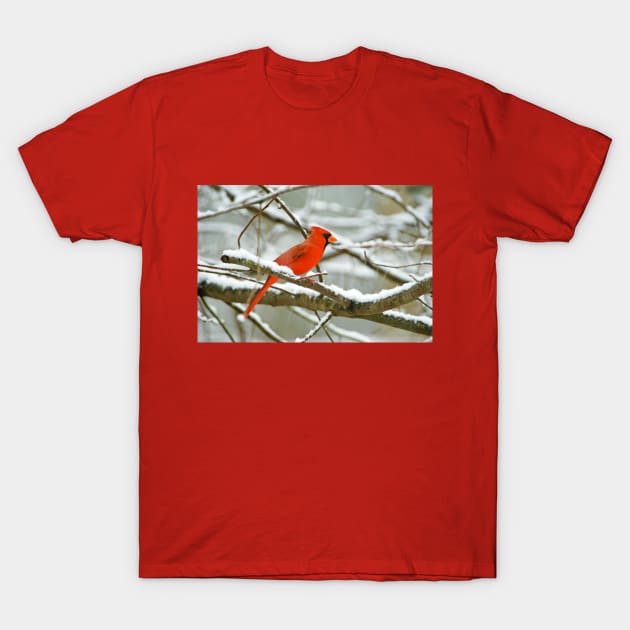 Northern Cardinal Bird on Tree Branch T-Shirt by lauradyoung